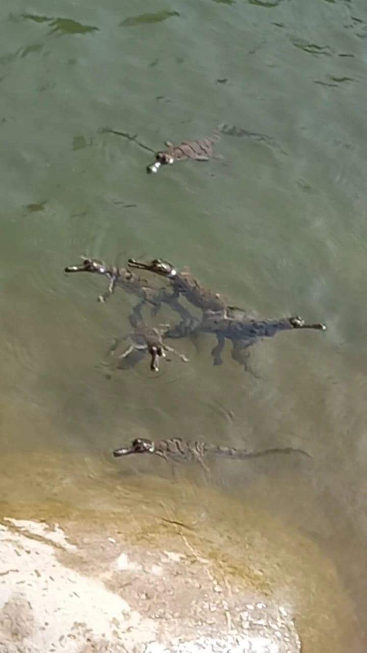 वनकर्मियों के संरक्षण के बाद मगरमच्छ के दो सौ बच्चों ने लिया जन्म