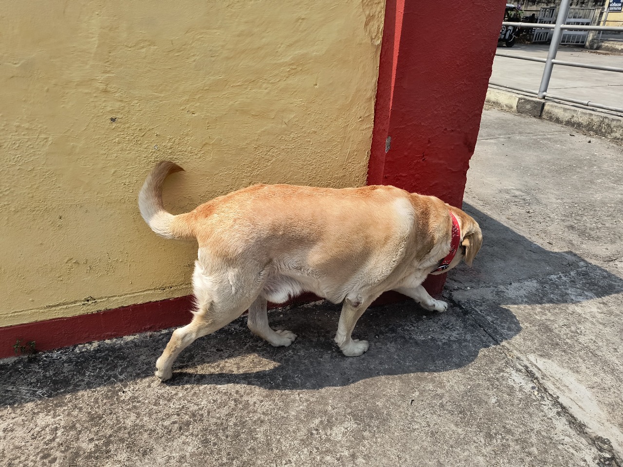 बरेली का कमाल: IVRI ने विकसित की देश की पहली स्वदेशी “डॉग हिप रिप्लेसमेंट” तकनीक, तीन कुत्तों को मिला नया जीवन*