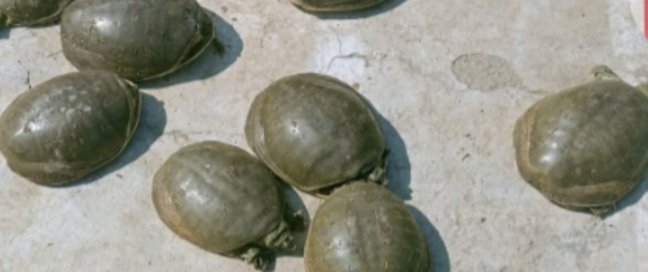 पुलिस ने 10 जिंदा कछुआ बरामद किए, तस्कर मौके से फरार 