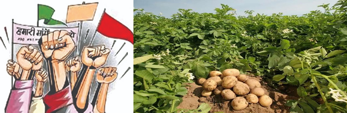 उद्यान विभाग द्वारा किसानों को आलू बीज की पर्याप्त आपूर्ति नहीं किए जाने पर रोष