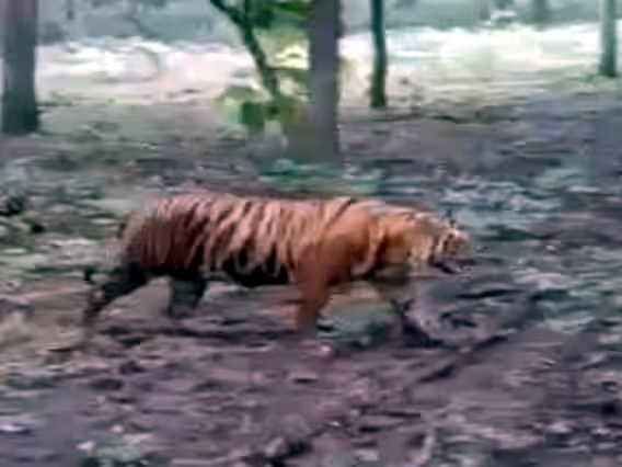 बाघ ने फिर एक व्यक्ति को  बनाया अपना निवाला