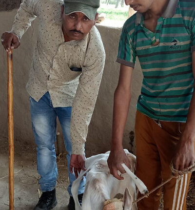 गाय ने 6 पैर और दो पूछ वाले बछड़े को दिया जन्म