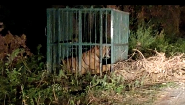 वन विभाग ने आदमखोर बाघिन को किया पिंजरें में कैद अब तक बना चुकी है तीन लोगों को निवाला