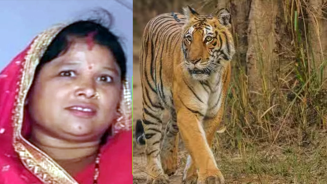 आदमखोर बाघ ने महिला को बनाया शिकार, जंगल में मिला शव