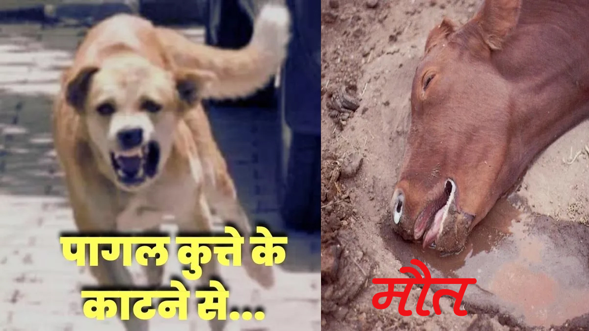 कुत्ते के काटने से गाय की हुई मौत, रेबीज की आशंका गाय के दूध से बनाए गए प्रसाद खाने वाले ग्रामीणों में मचा हड़कंप सामुदायिक स्वास्थ्य केंद्र में 124  लोगों को लगाए गए रेबीज के इंजेक्शन