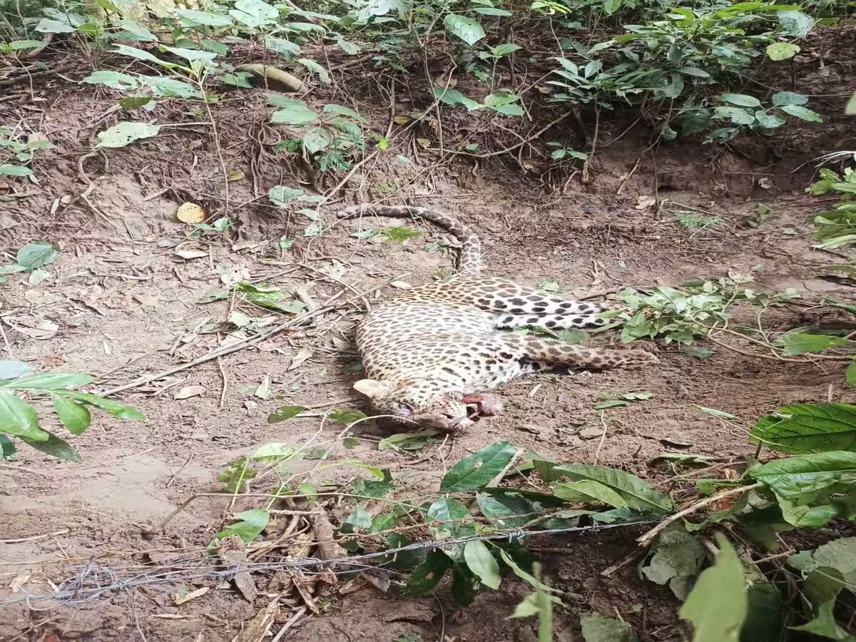 खेत मे लगी तारबाड़ में फंसकर गुलदार की मौत