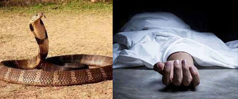 धान रोपाई के दौरान मजदूर को विषैले सांप ने काटा, मौत