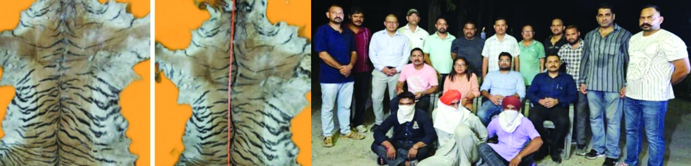 एसटीएफ और तराई केंद्रीय वन प्रभाग की संयुक्त कार्रवाई में मिली सफलता     बाघ की दो खालों के साथ तीन वन्यजीव तस्कर गिरफ्तार