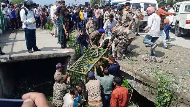 सिडकुल चौक के नाले में मगरमच्छ दिखने से हड़कंप