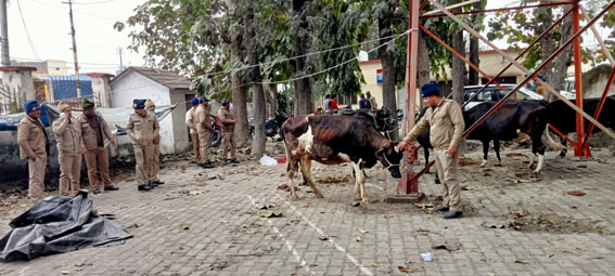 गायों से भरा कैंटर समेत तीन दबोचे  गौशाला भेजी जाएगी गाय, यूपी बार्डर पर पकड़ा वाहन