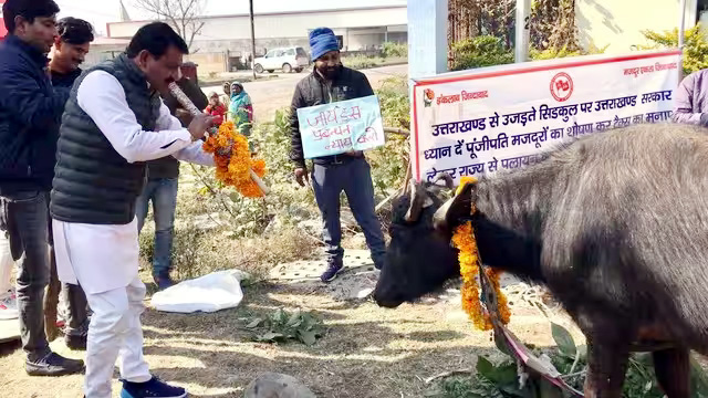 भैंस के आगे बीन बजाकर विरोध जताते हुए जायडस कर्मचारियों ने मांगा रोजगार